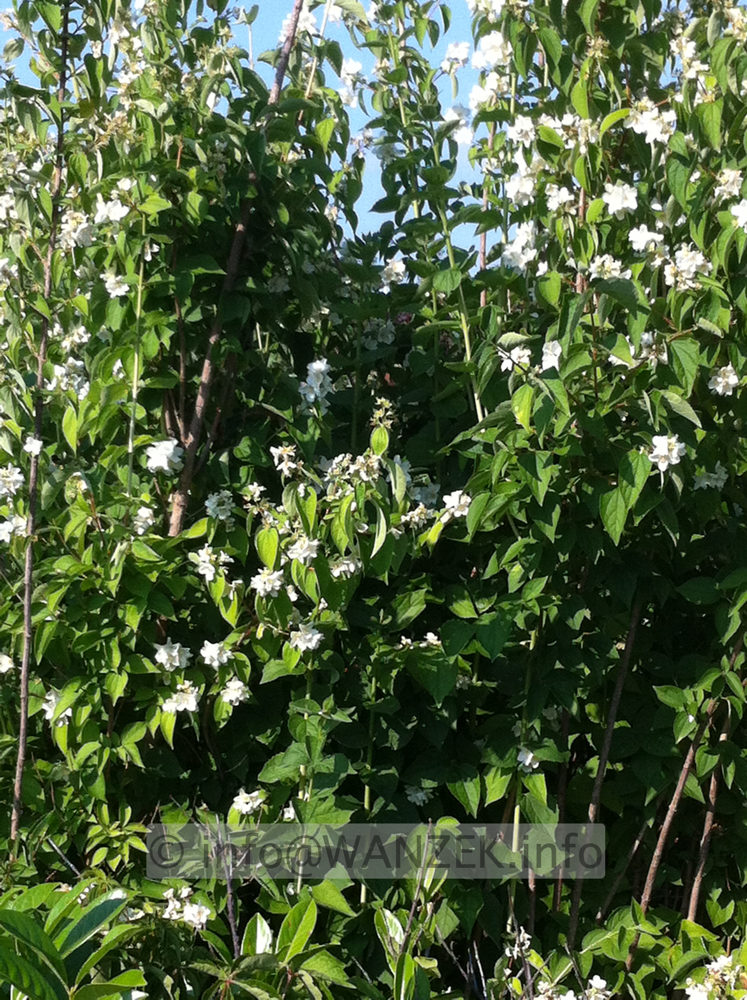 Philadelphus coronarius 1.JPG